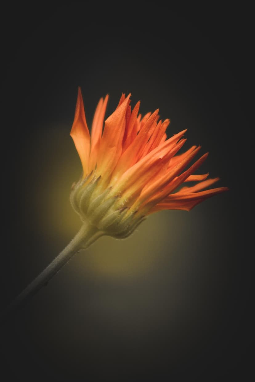 Orange flower stem and calyx with fine hairs illuminated by a warm glow against a dark, shadowy background.