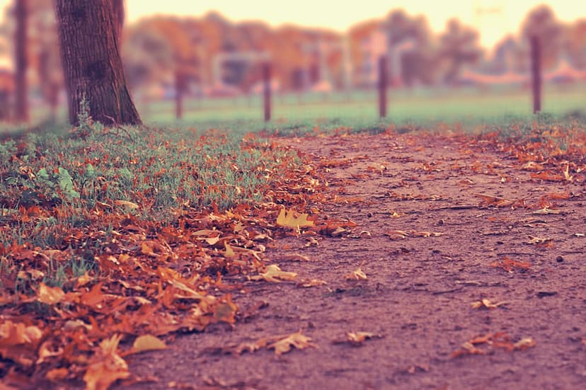 Fallen orange leaves carpet a dirt path through a forest with a soft bokeh background and a large tree trunk.