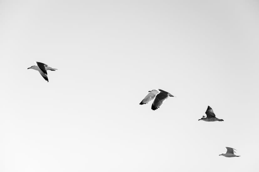 Seagulls glide with wings spread across a featureless white sky in a minimalist black and white composition.