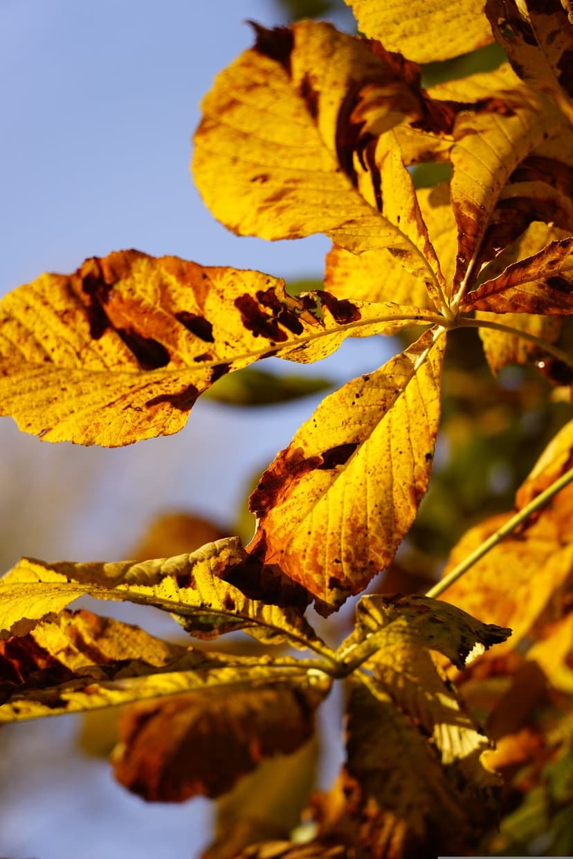 Yellow and brown autumn leaves with visible veins glow under bright sunlight against a clear blue sky background.