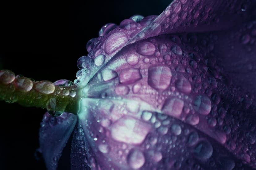 Purple flower petals with clear water droplets against a dark background in a sharp vertical macro composition.