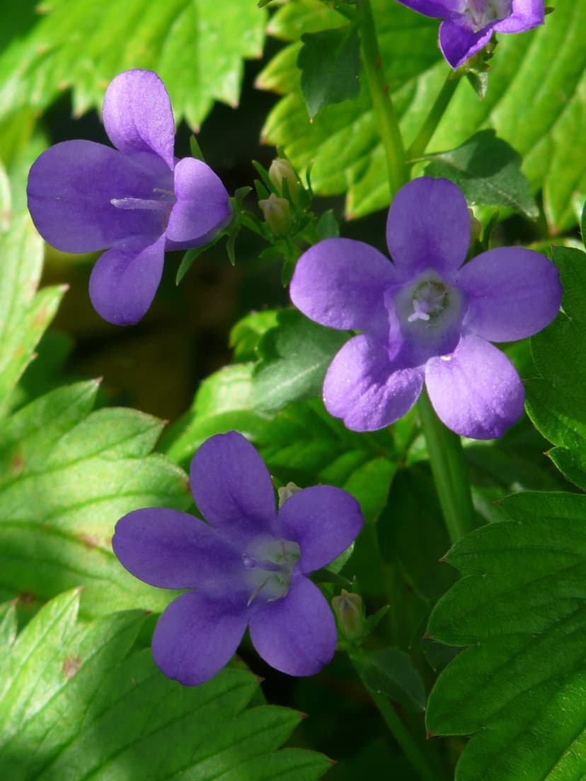 Purple bellflowers with five petals and fine veins rest against a soft bokeh background of green garden foliage.