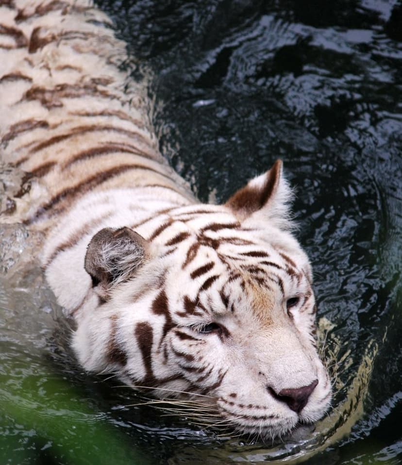 White tiger with dark stripes floats in murky green water with its eyes closed in a calm close-up portrait.