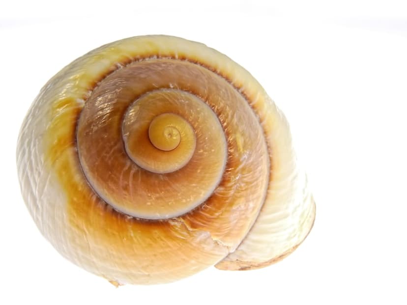 Spiral snail shell with amber and brown bands sits centered against a solid white background in a macro view.
