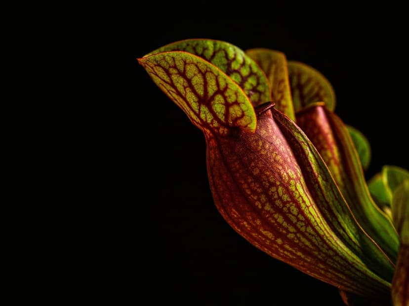 Pitcher plant with red veins across a green surface sits against a solid black background in a macro close-up.