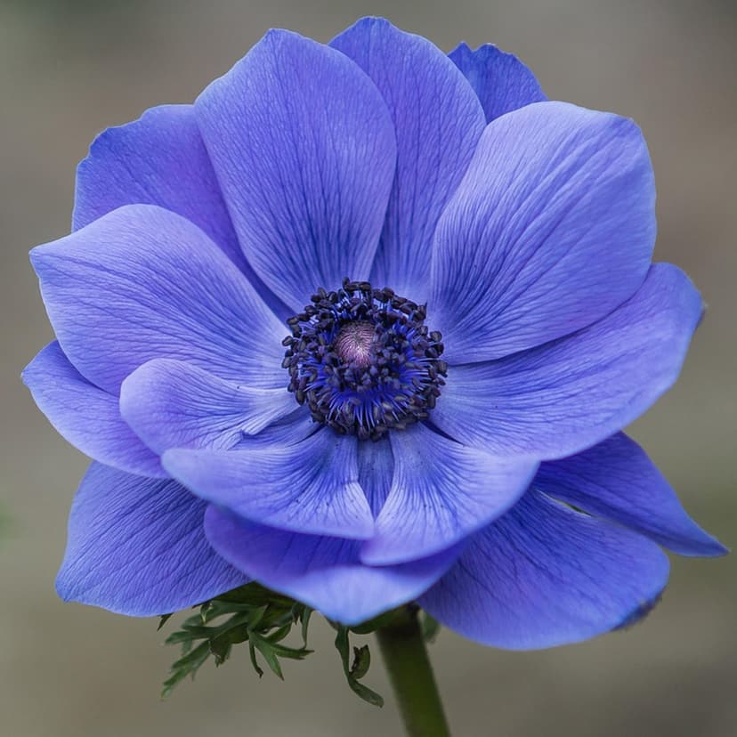 Blue anemone flower displays detailed petal veins and a dark stamen center against a soft blurred background.