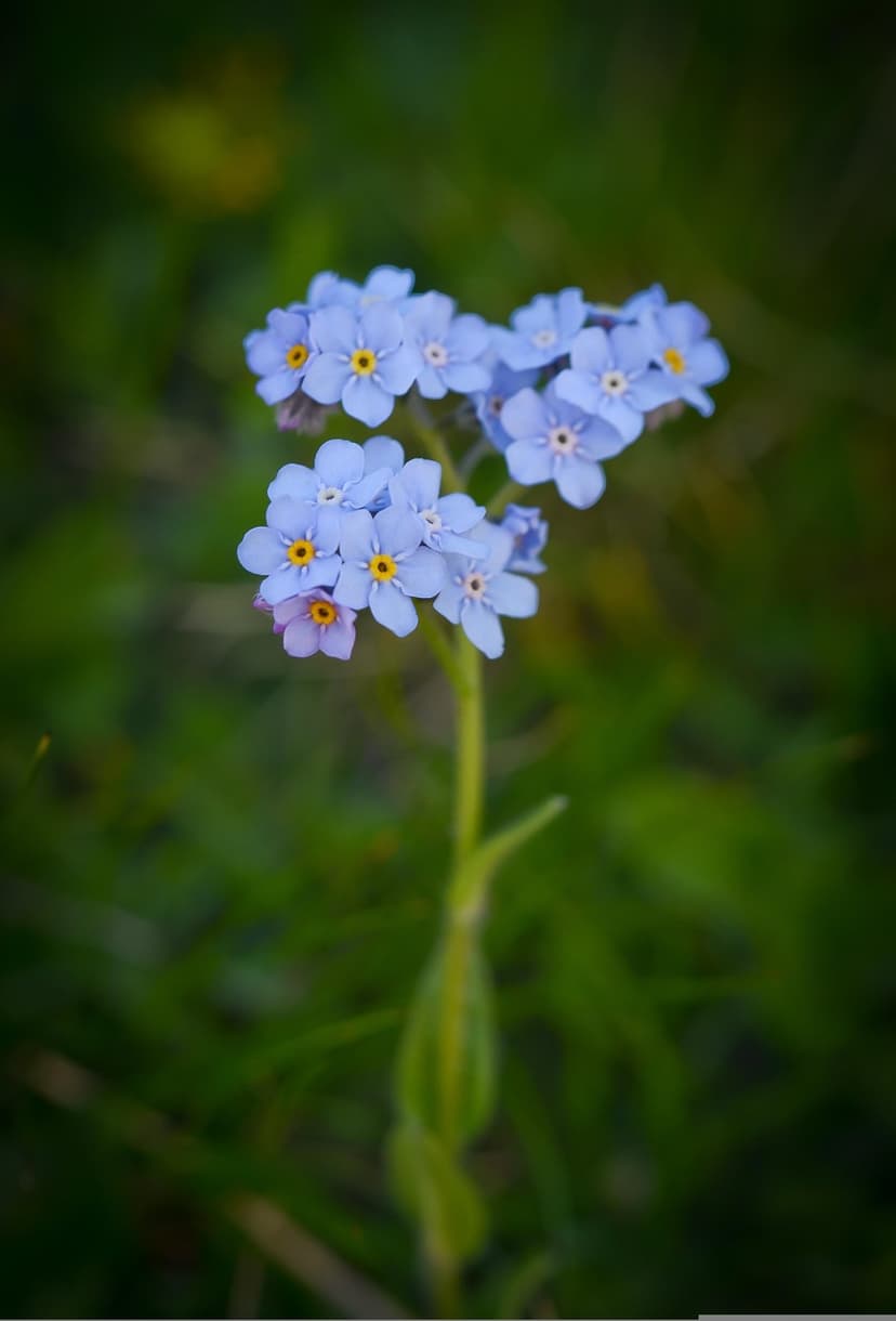 Forget-me-not flowers with tiny yellow centers bloom against a soft-focus green meadow background in sunlight.