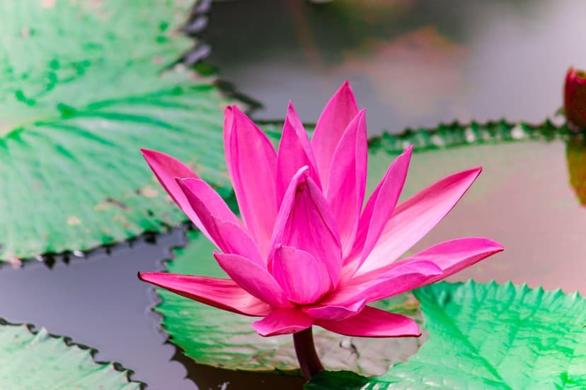 Pink lotus flower with layered petals centered in a pond between round green lily pads on still water.