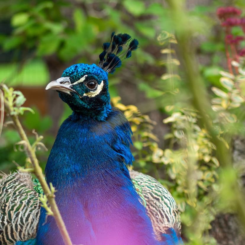 Peacock head with a blue neck and crown crest against a blurred green forest background in a vertical portrait.