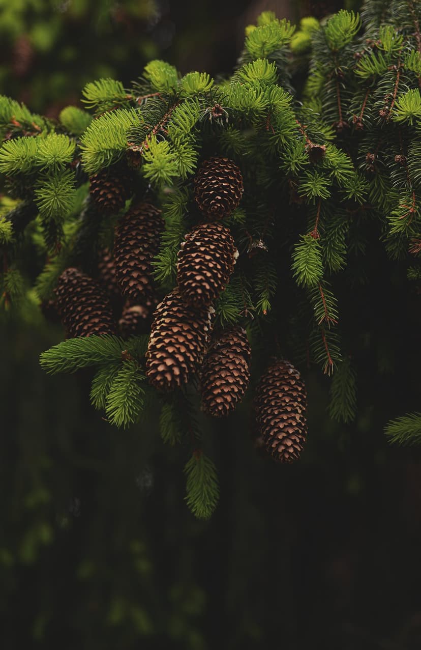 Pine cones on a fir branch with green needles and a soft bokeh background in moody, natural forest lighting.