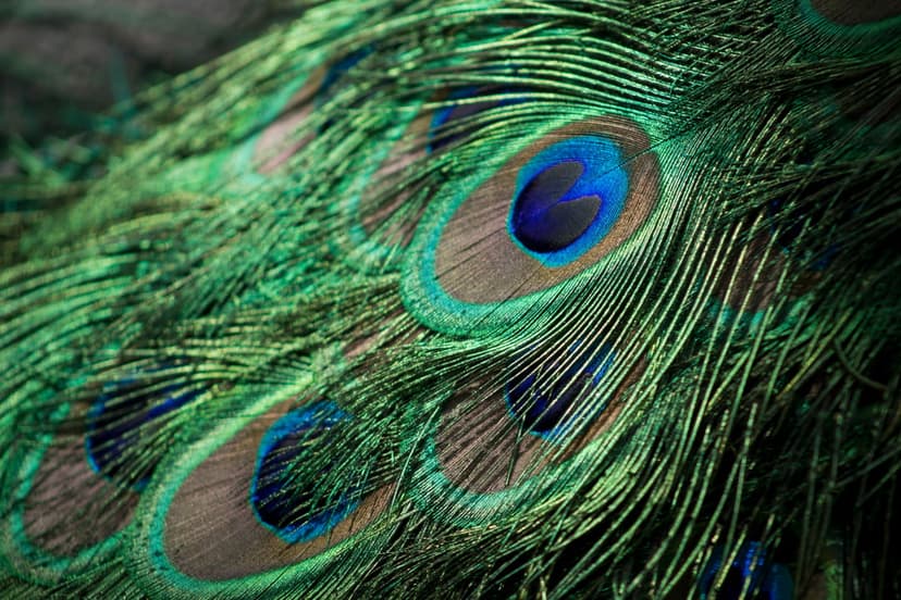 Peacock feather eyespots display iridescent green barbules and deep blue concentric circles in a macro shot.
