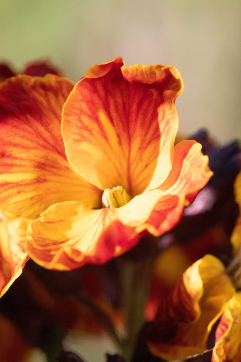 Orange and red flower petals with fine veining and a soft-focus background captured in a vertical macro view.
