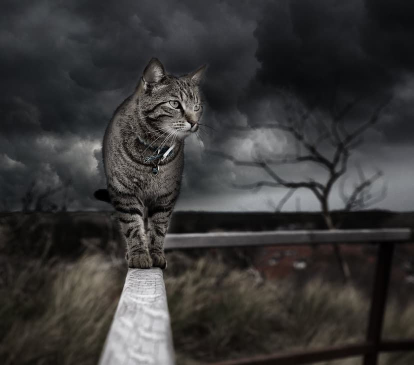 Tabby cat with alert eyes walks on a wooden railing against a background of dark, swirling storm clouds and trees.