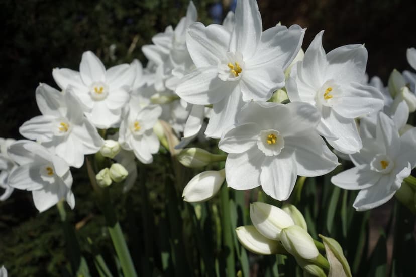 White Paperwhite Narcissus blossoms with yellow centers cluster together against a dark, blurred green background.