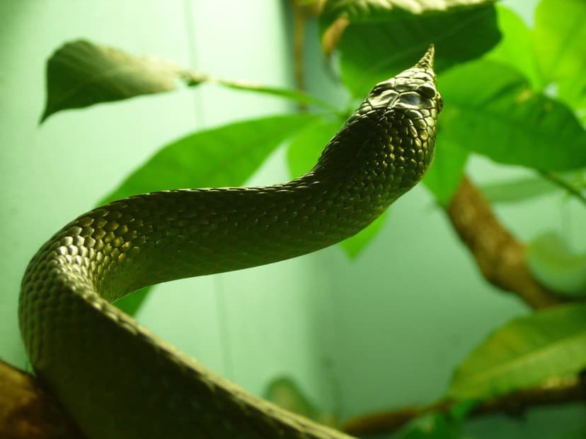 Green horned viper snake with textured scales and small horns coiled on a branch looking up through leaves.