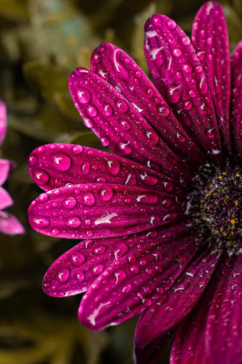 Vibrant pink flower petals covered in crystal clear water droplets with a soft blurred garden background.