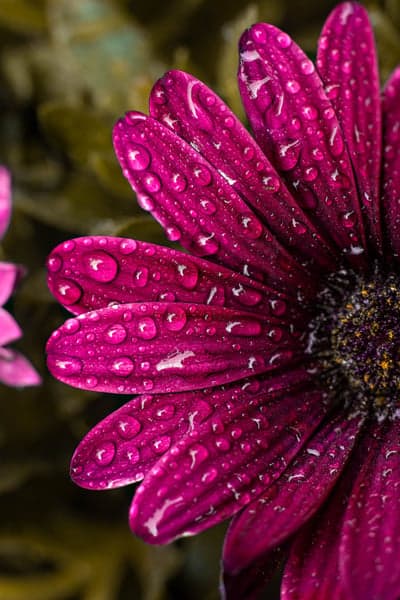 Vibrant Pink Floral Petals With Dewdrops Phone Wallpaper