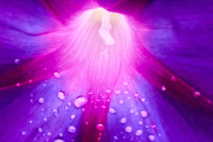Purple morning glory flower bloom with translucent water droplets resting on textured violet and pink petals.