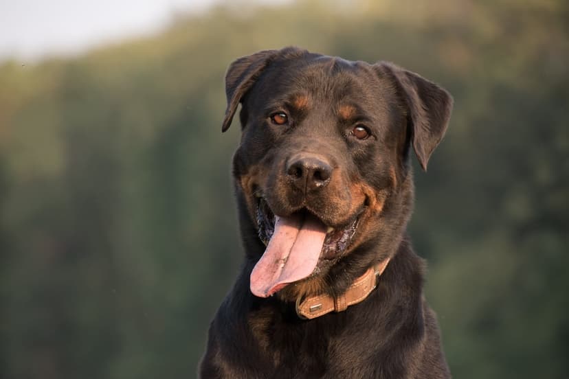 Rottweiler dog smiling with its tongue out against a soft green blurred background in bright natural daylight.