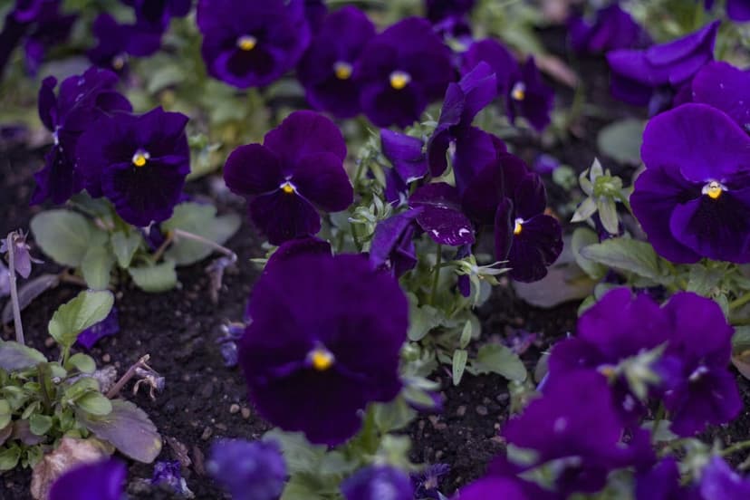 Purple pansies with yellow centers grow in dark soil, showcasing soft petals and green leaves in a close-up view.
