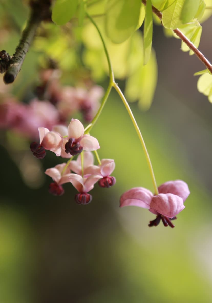 Pink Akebia quinata flowers with dark centers hang from a branch against a blurred green and brown garden background.