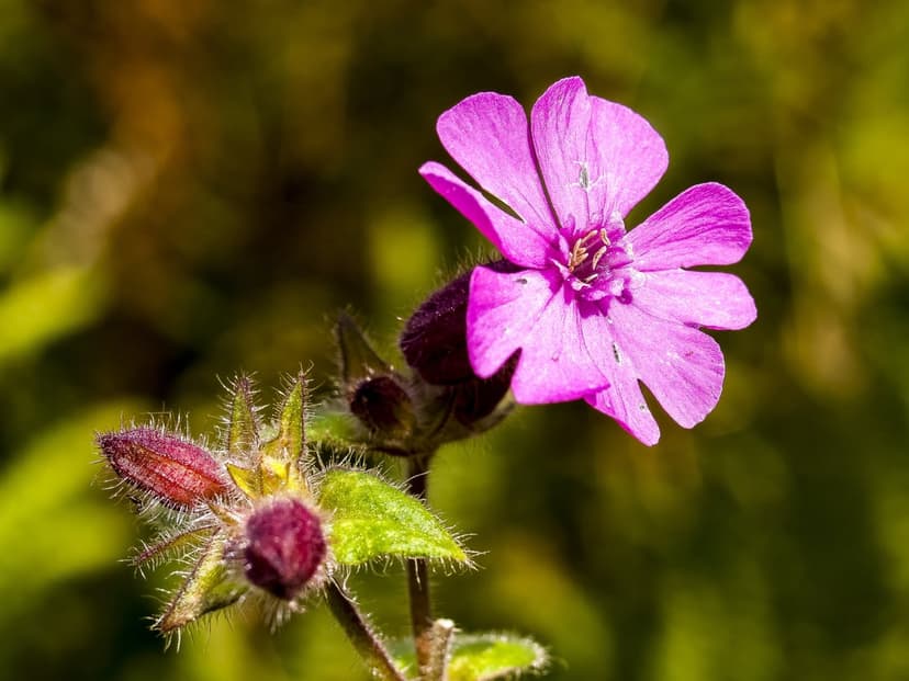 Pink five-petal wildflower and fuzzy purple buds stand out against a blurred green and brown meadow background.