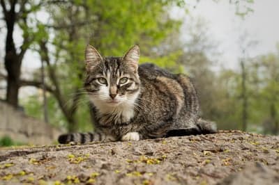 Resting Tabby Cat Close-up Outdoor Mobile Background