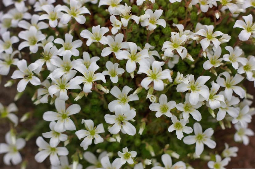 White star-shaped wildflowers with yellow centers bloom in a dense cluster over a blurred green background.
