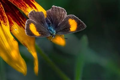 Brown Butterfly and Yellow Floral Mobile Wallpaper