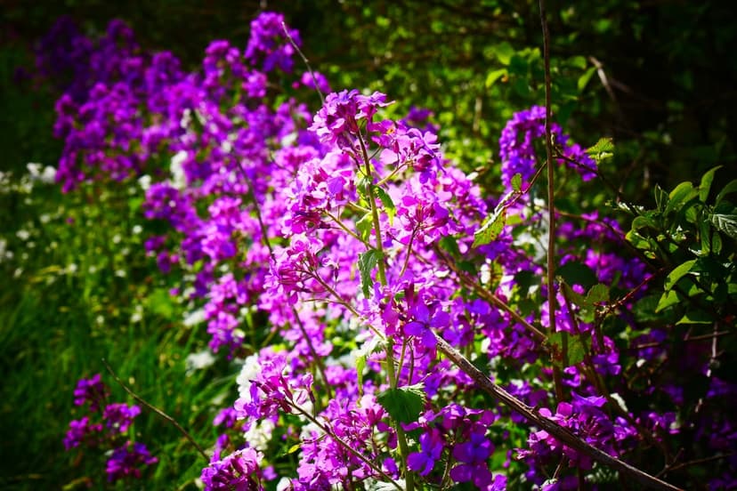 Purple blossoms cluster among lush green leaves under warm sunlight with a soft-focus garden background.