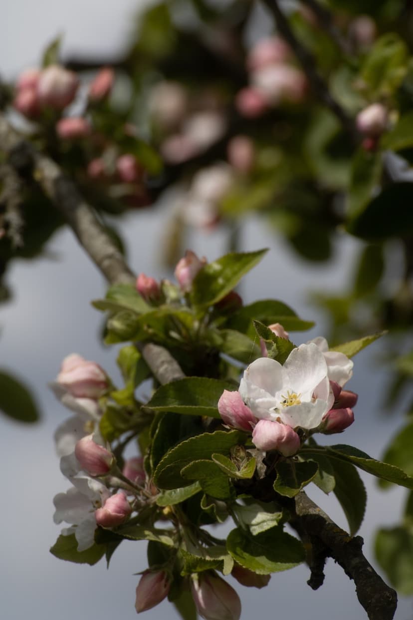 Apple tree branch with clustered pink buds and one open white flower with a yellow center among lush green leaves.