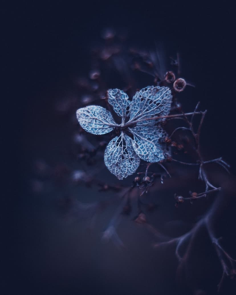 Dried lace flower with skeletal petals illuminated by deep blue light against a dark, blurred background.