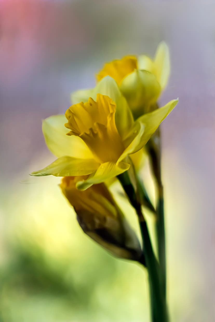 Yellow daffodil flower with a detailed trumpet-shaped center stands out against a soft pastel blurred background.