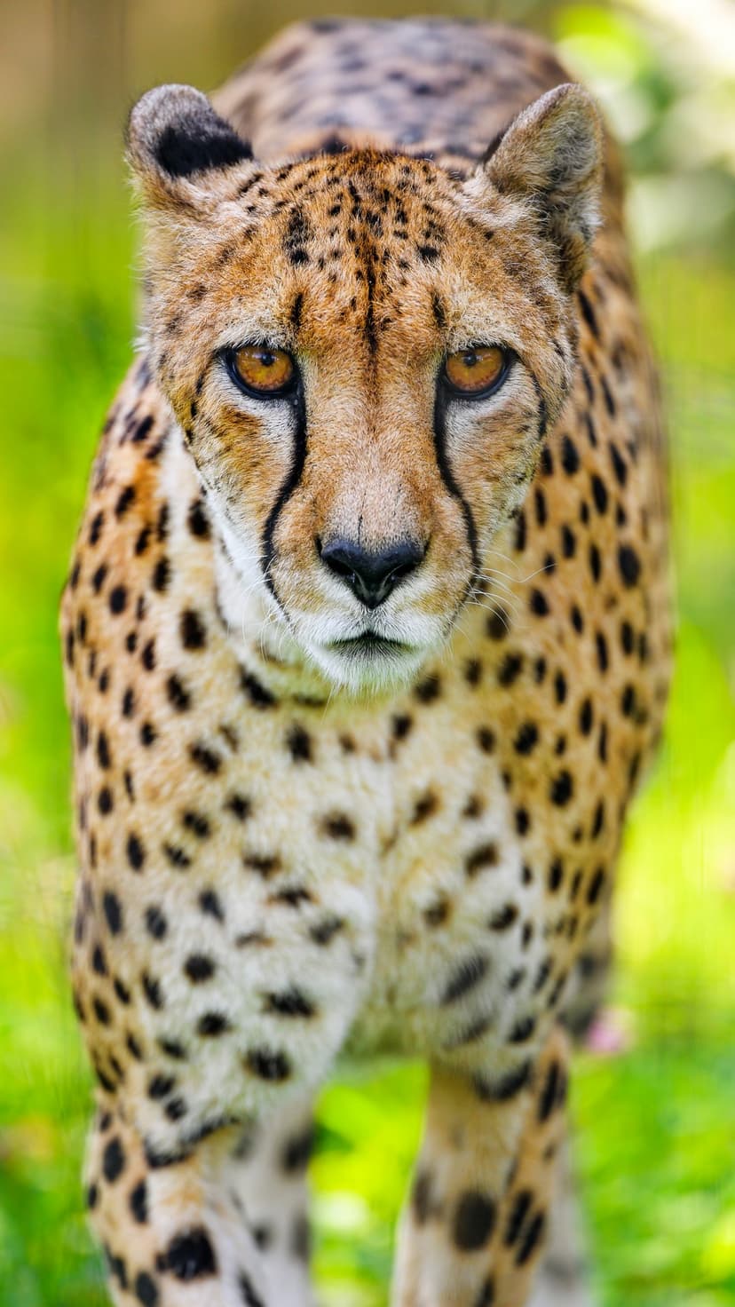 Cheetah face with amber eyes and black tear marks against a blurred green background in a vertical portrait.