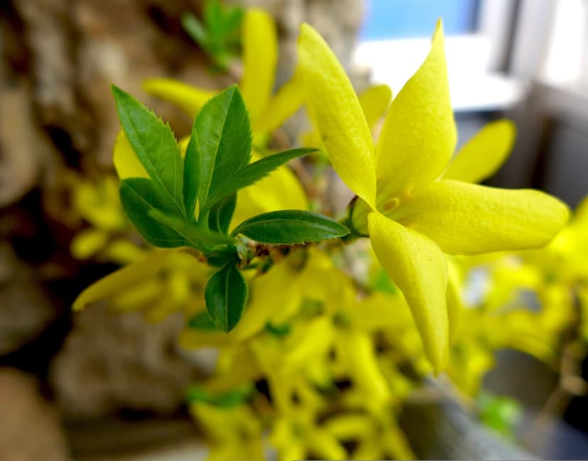 Yellow forsythia flowers with thin petals and green leaves appear in sharp detail against a soft blurred background.