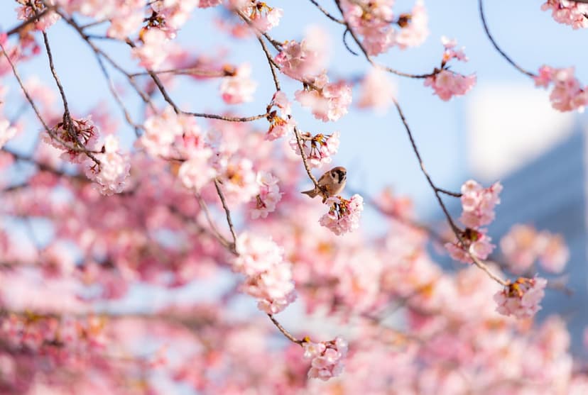 Small sparrow perched on a pink cherry blossom branch with a soft blue sky and blurred buildings in the background.