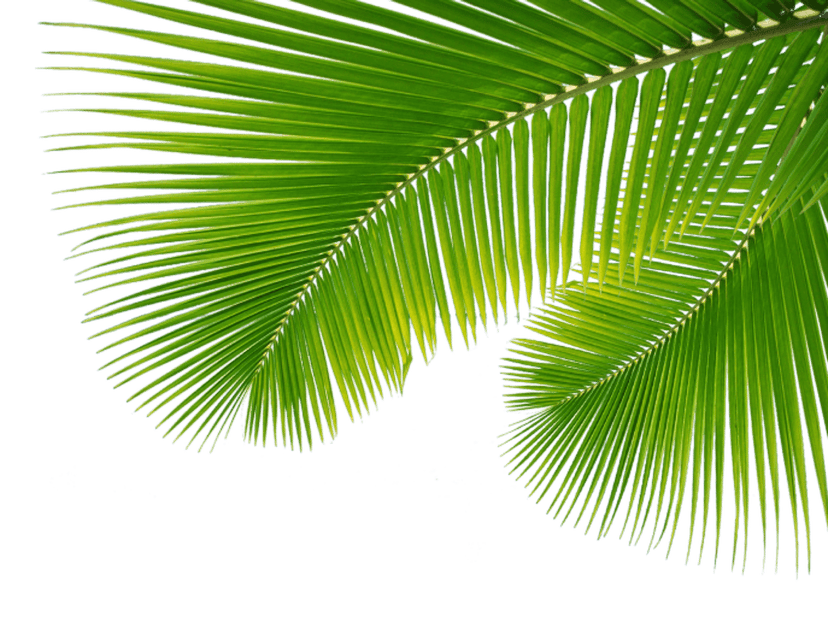 Pinnate green palm leaf branch displays organic textures and sharp botanical details against a transparent base.