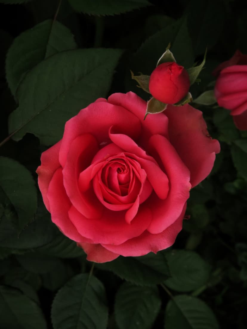Blooming pink rose and bud against dark green leaves in a detailed close-up botanical macro photograph.