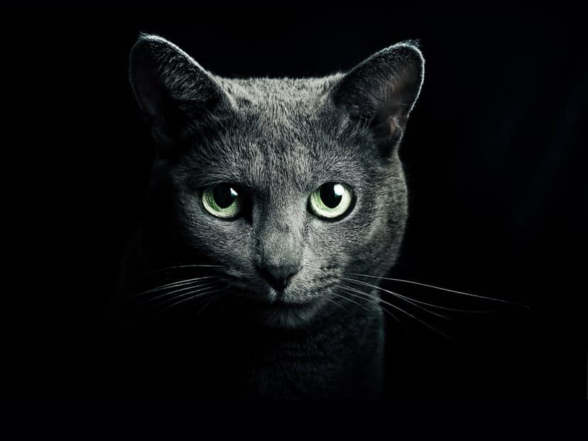 Russian Blue cat with glowing emerald eyes and plush grey fur sits against a dark, minimalist studio background.