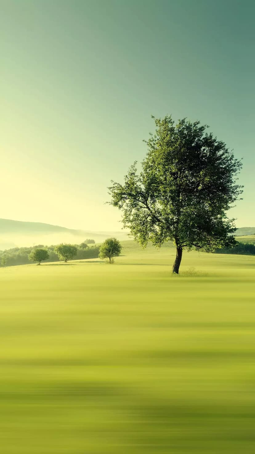 Lone tree in a green meadow surrounded by thick morning mist under soft golden sunrise light and rolling hills.