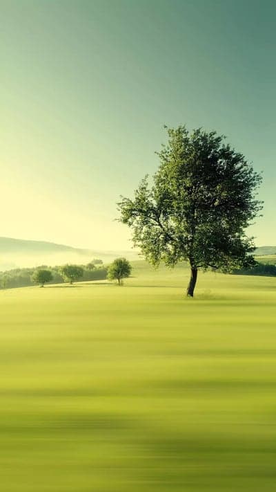 Lone tree on a misty green meadow at sunrise