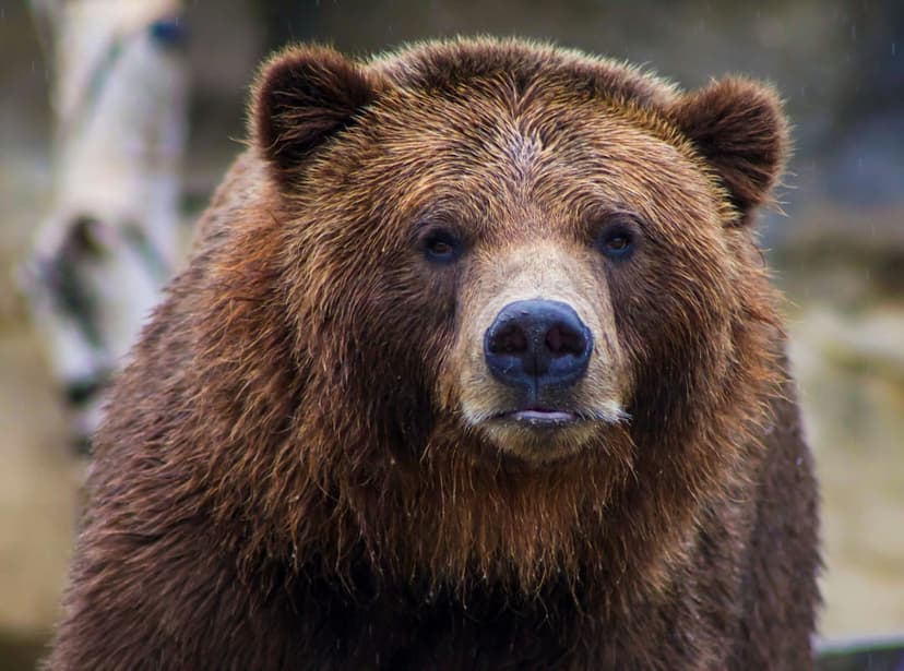 Grizzly bear face with wet brown fur and dark eyes staring intensely forward against a blurred green background.