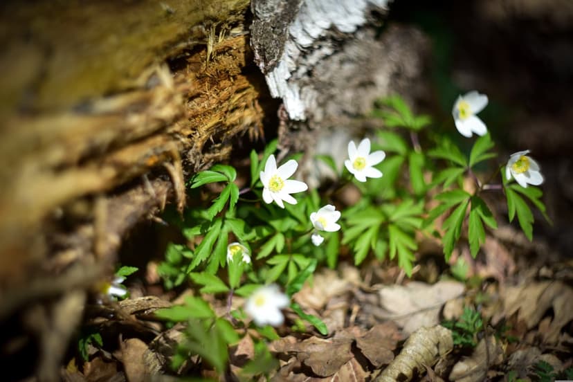 White wood anemone flowers with green leaves grow next to a mossy log on a sunlit forest floor in a macro view.