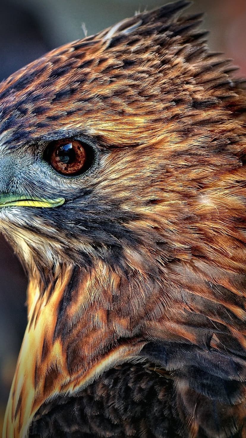 Red-tailed hawk eye with a glowing amber iris surrounded by intricate brown feathers and a yellow cere.