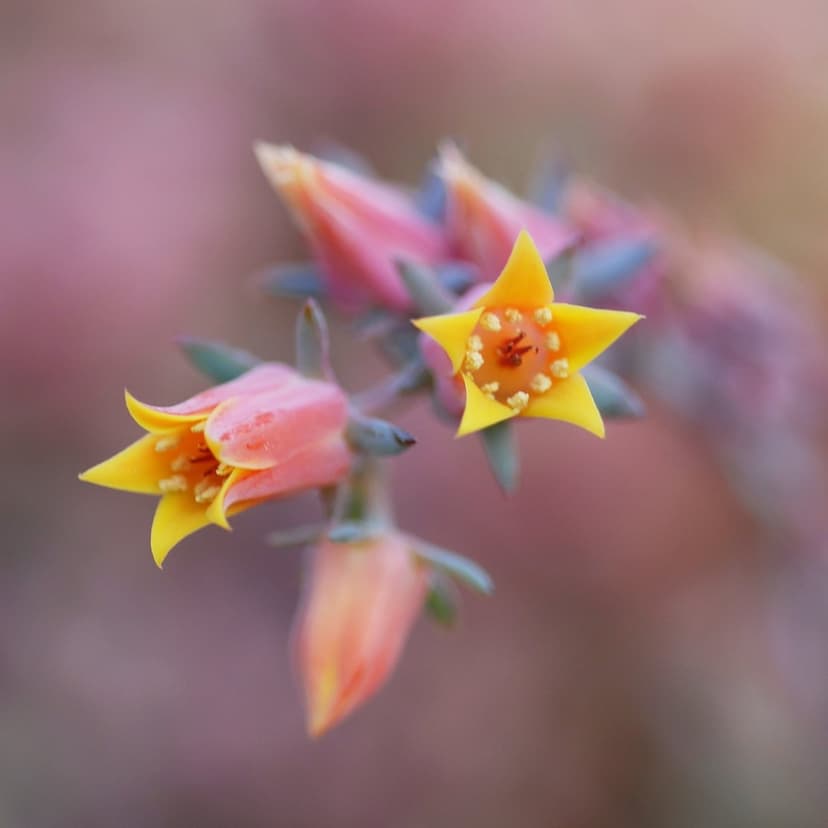 Yellow star-shaped succulent flowers with orange centers and pink buds set against a blurry purple background.