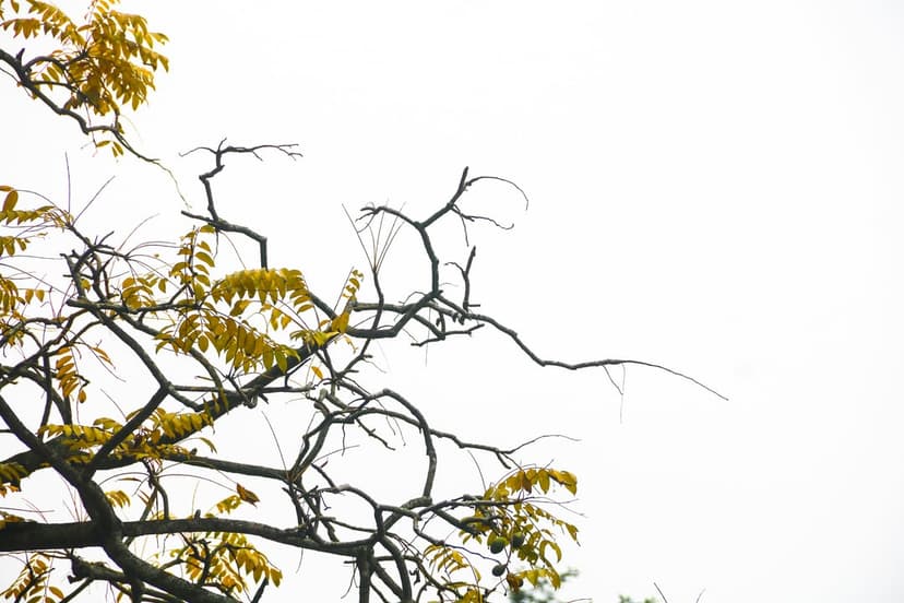 Bare tree branches with sparse yellow leaves stand out against a flat white overcast sky in sharp detail.