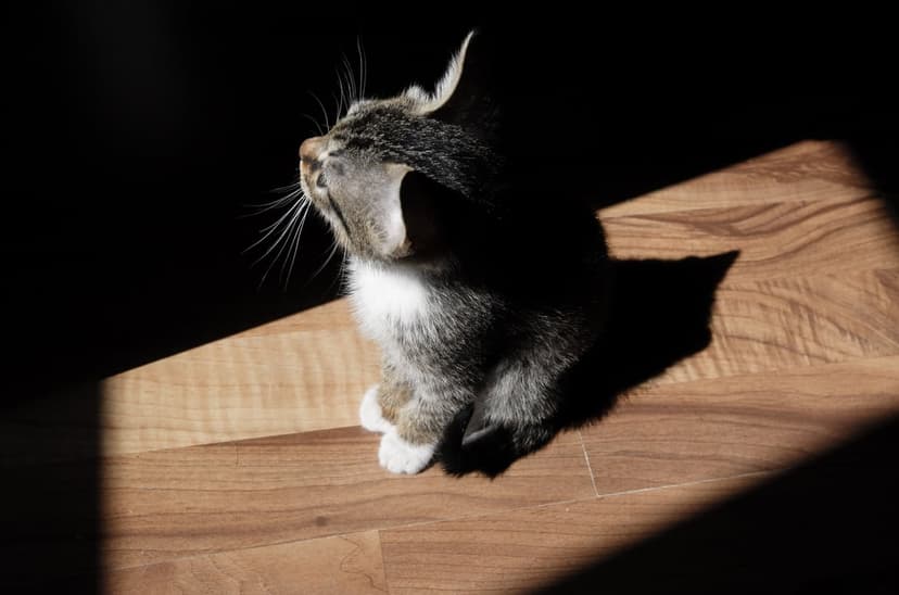 Tabby kitten with white paws rests in a bright sunbeam on a polished wooden floor, showing fine whiskers and fur.