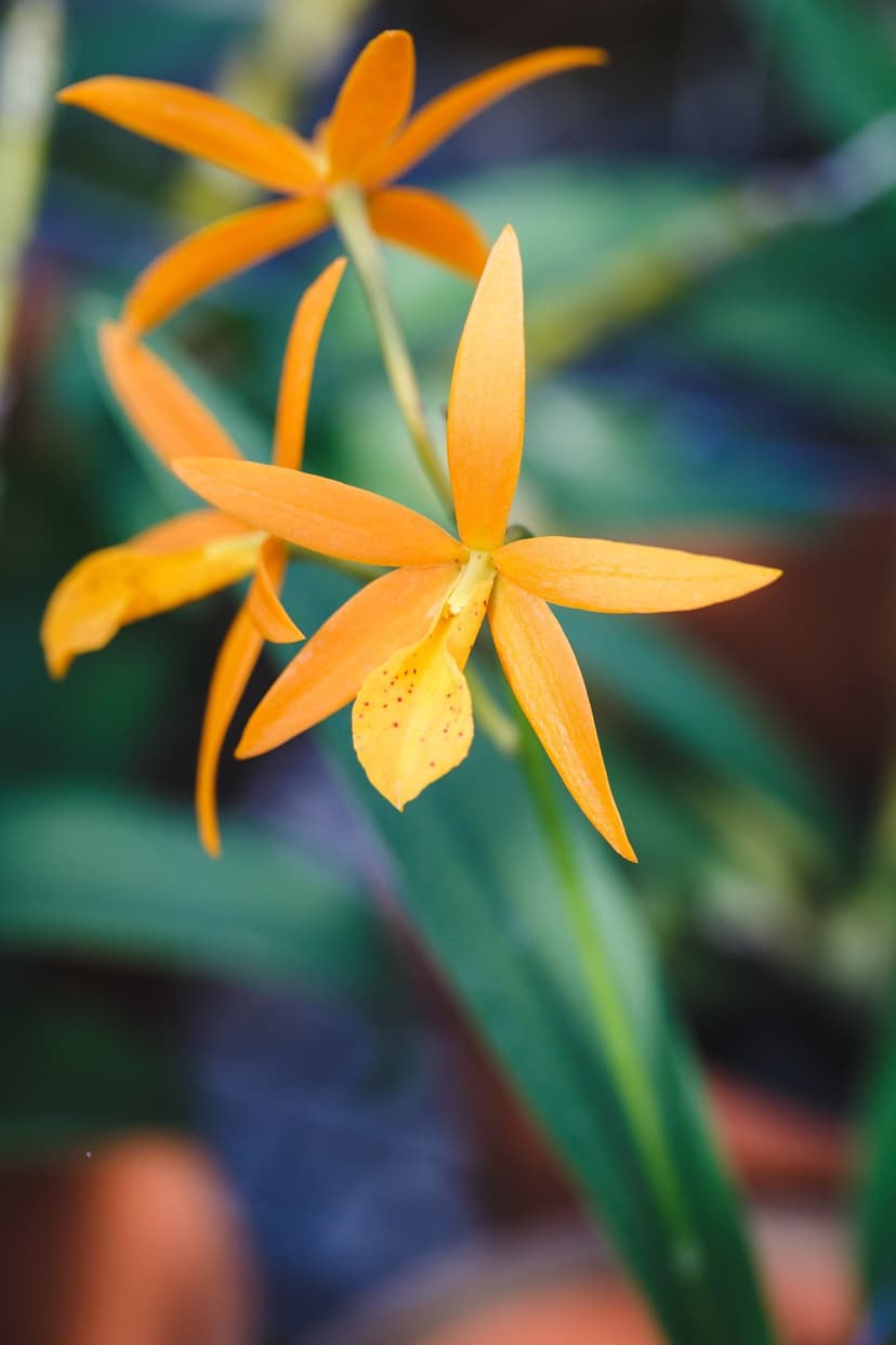 Orange orchid with dark-spotted petals and pointed tips set against a blurry green and blue botanical backdrop.
