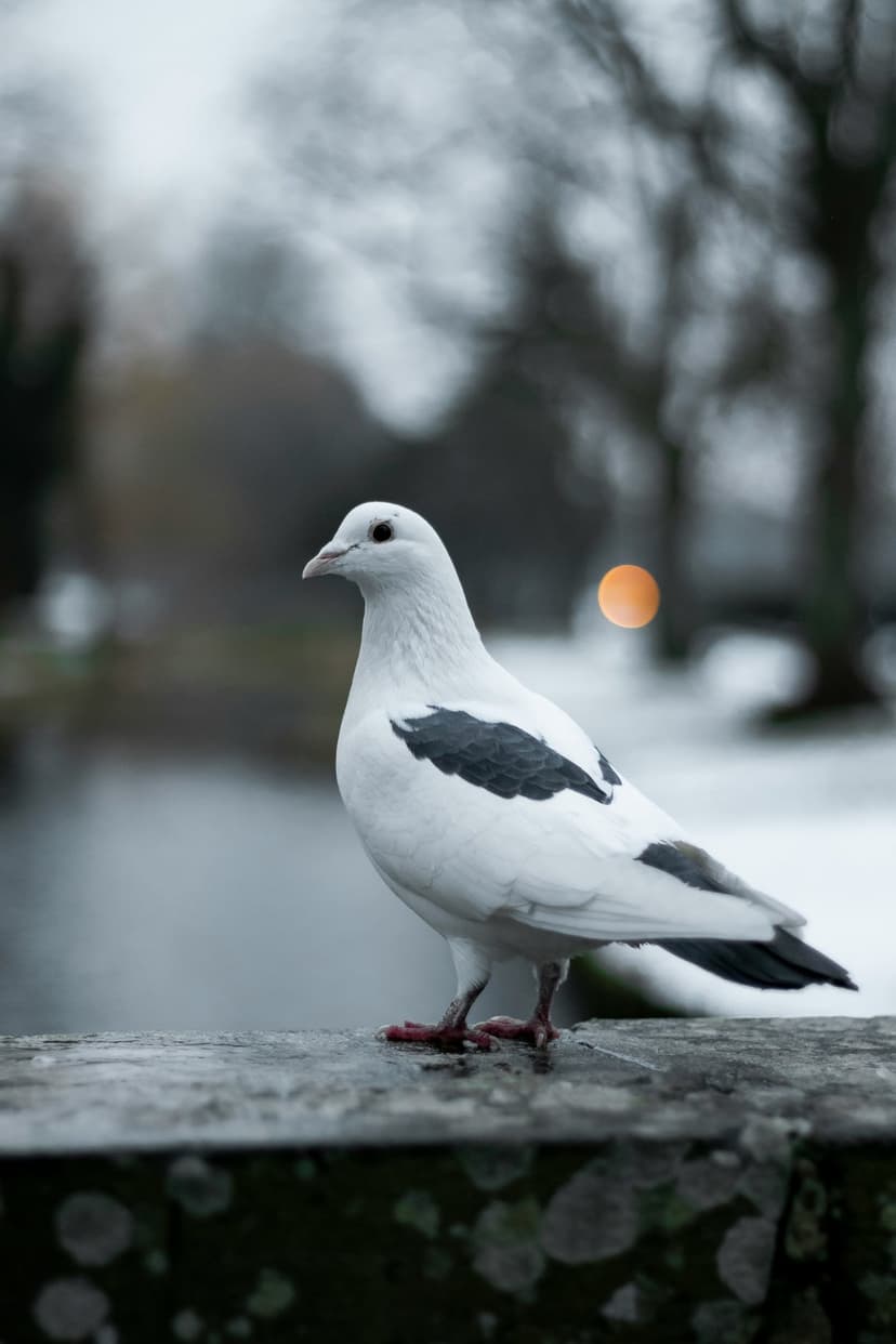 White pigeon with black wing markings perched on a stone ledge against a blurred winter landscape at sunset.