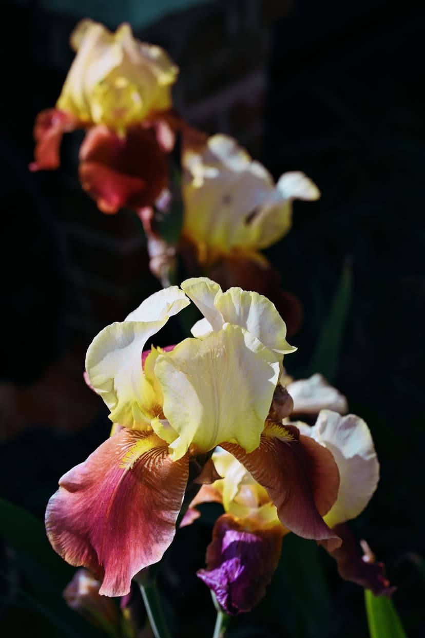 Yellow and burgundy iris petals reveal intricate textures under high-contrast lighting in a dark garden setting.